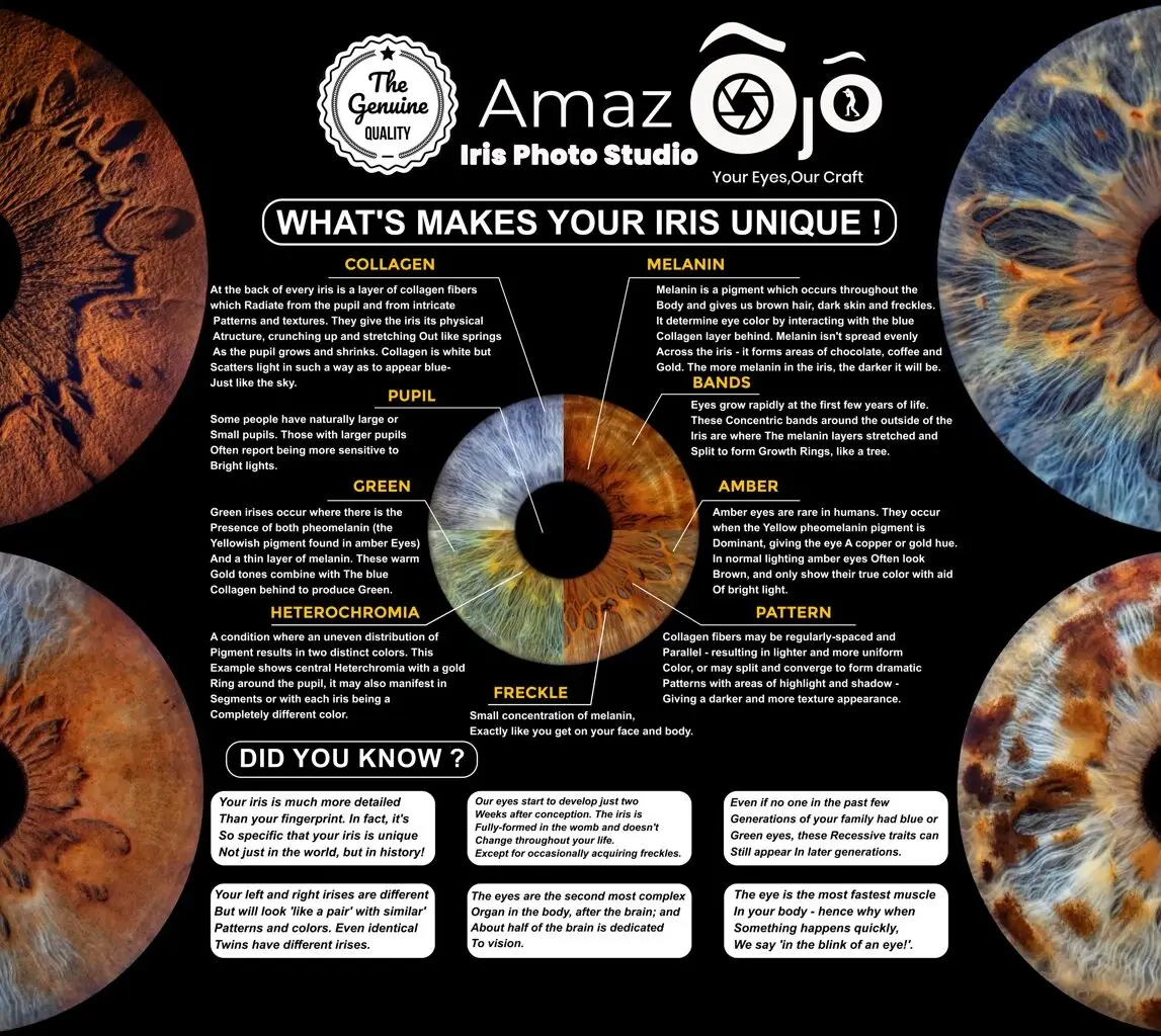 Diagram of the iris anatomy, highlighting key details and core features of the human eye